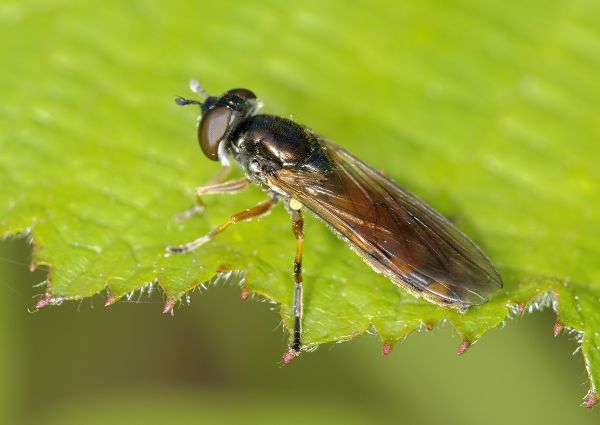 Platycheirus granditarsus