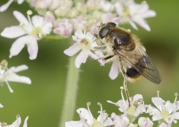 Cheilosia illustrata