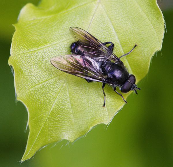 Pipiza austriaca