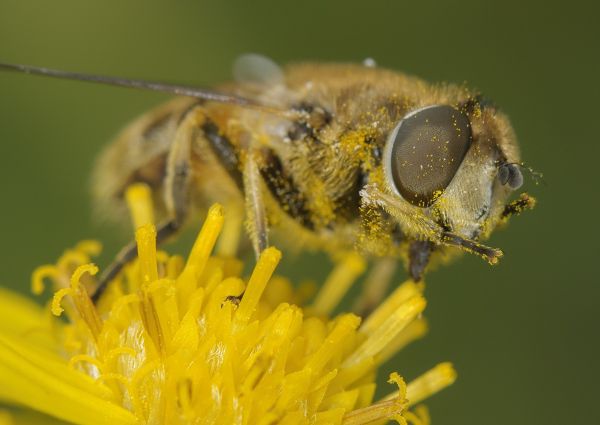 Eristalis arbustorum