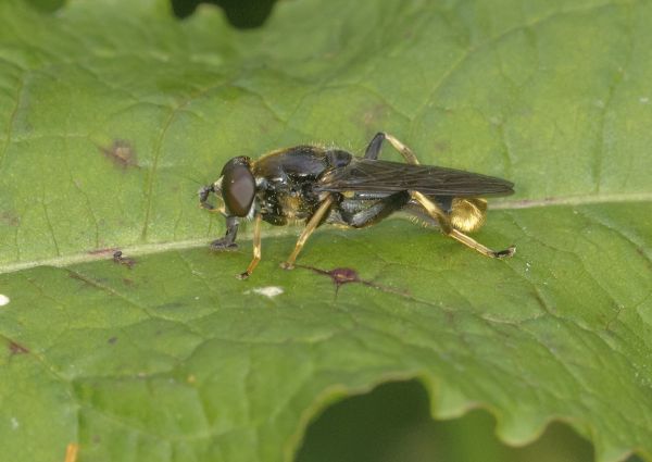 Xylota sylvarum