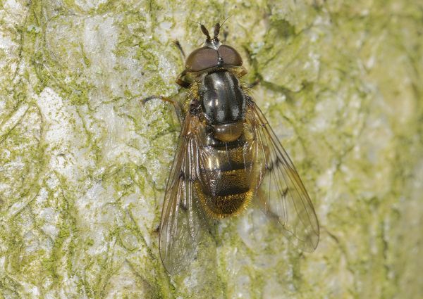 Ferdinandea cuprea