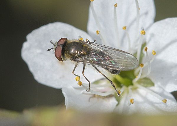 Platycheirus ambiguus