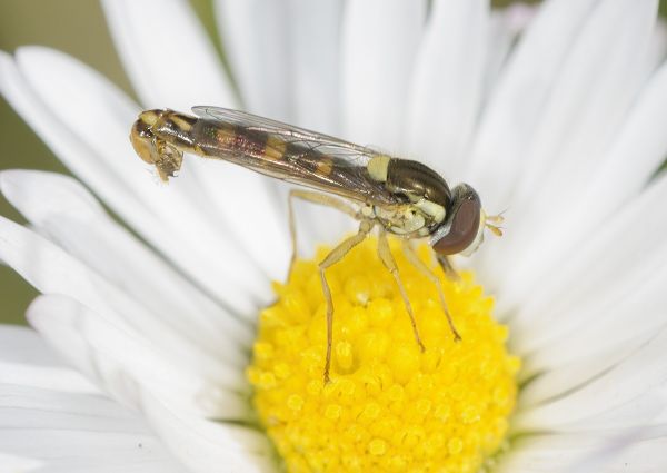 Sphaerophoria scripta
