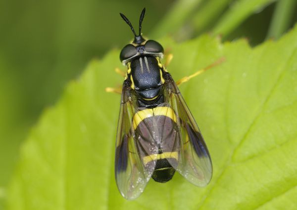Chrysotoxum bicinctum