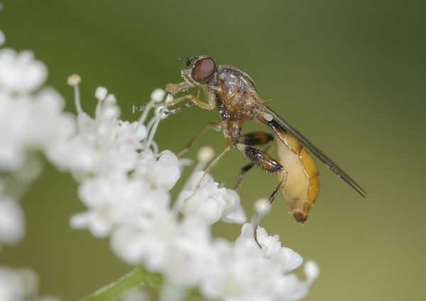Sphegina sibirica