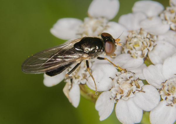 Cheilosia pagana