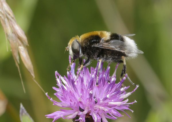 Eristalis intricaria