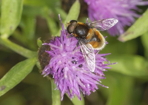Eristalis intricaria