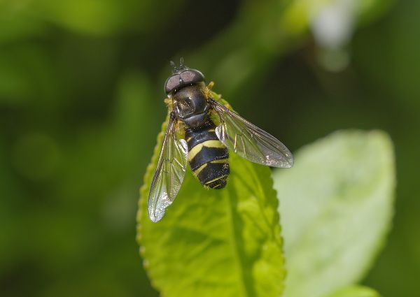 Dasysyrphus tricinctus