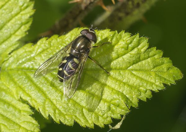 Dasysyrphus pinastri