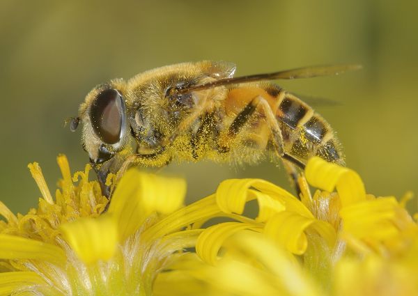 Eristalis horticola