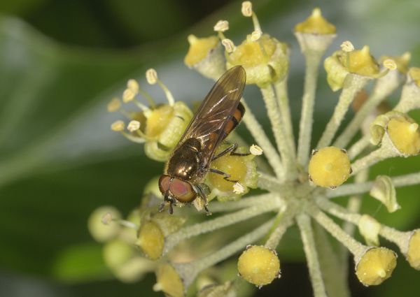 Xanthandrus comtus