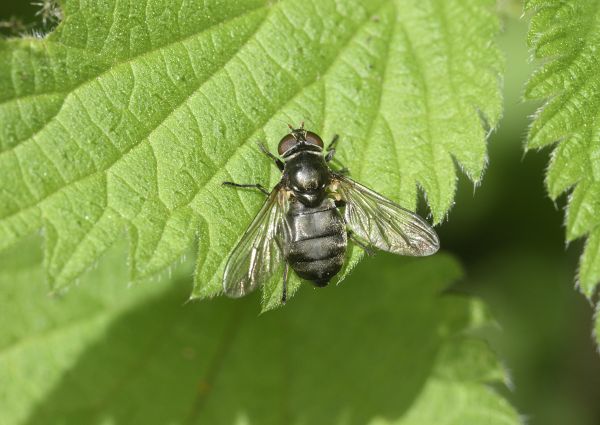 Portevinia maculata