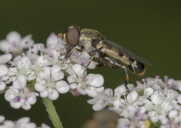Syritta pipiens