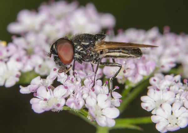 Chrysogaster cemiteriorum