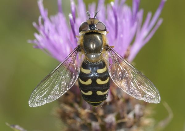 Scaeva selenitica