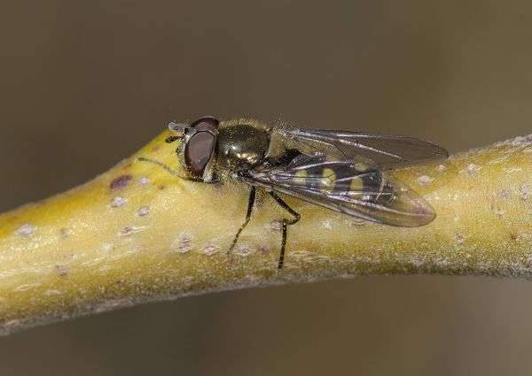 Melangyna lasiophthalma