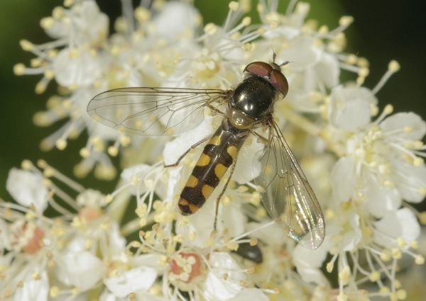 Meliscaeva auricollis