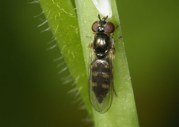Platycheirus scutatus agg.