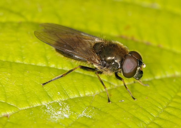 Cheilosia bergenstammi
