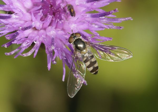 Meliscaeva auricollis
