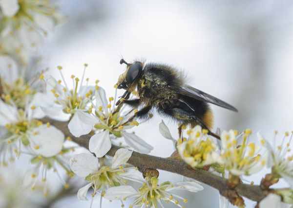 Criorhina ranunculi