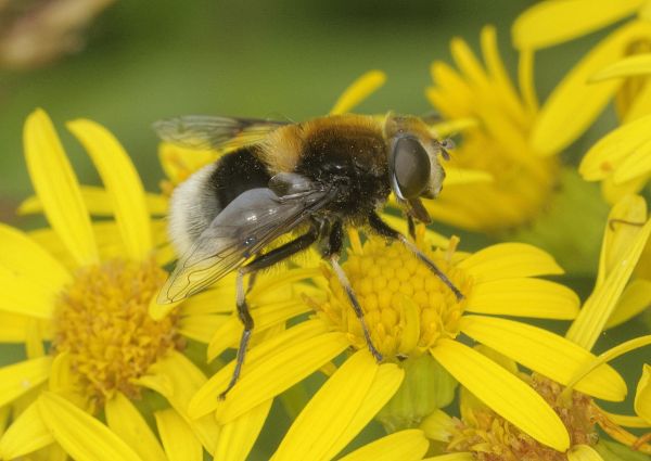 Eristalis intricaria