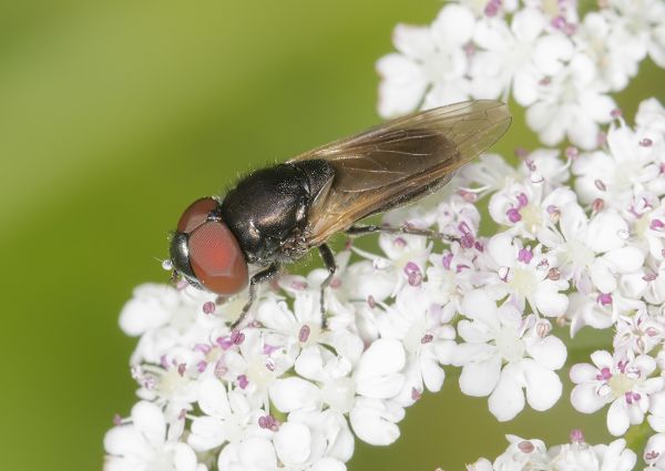Chrysogaster cemiteriorum