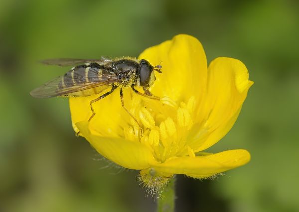 Dasysyrphus pinastri