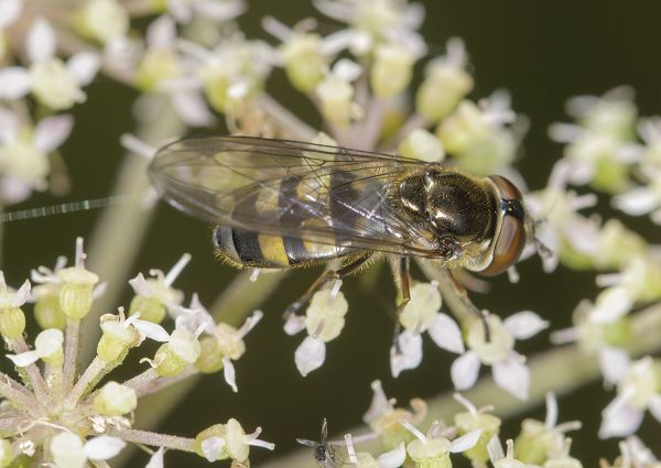 Xanthandrus comtus