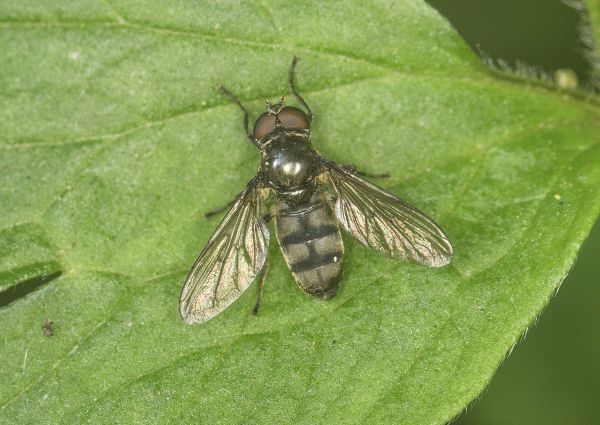 Portevinia maculata