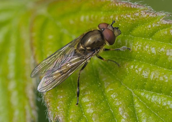 Platycheirus manicatus