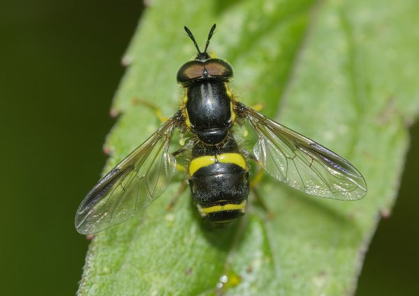Chrysotoxum bicinctum