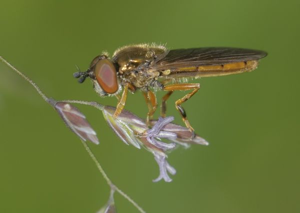 Platycheirus fulviventrus