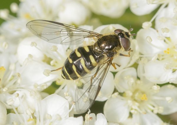 Dasysyrphus venustus