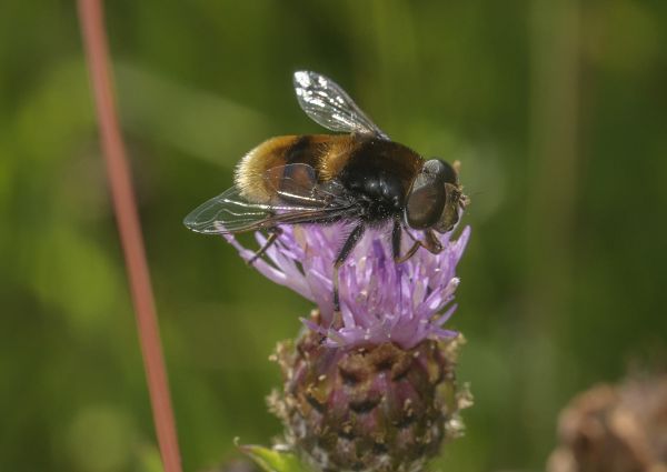 Eristalis intricaria