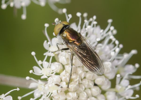 Riponnensia splendens