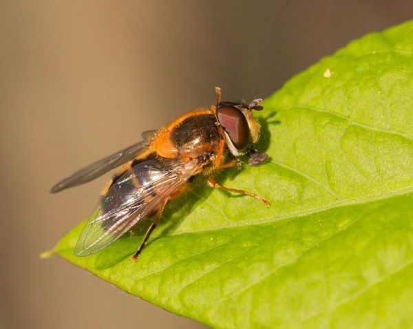 Epistrophe eligans