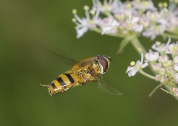 Epistrophe grossulariae