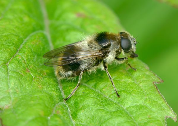 Cheilosia illustrata