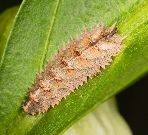 Dasysyrphus tricinctus larva