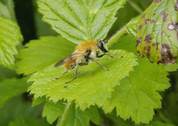 Criorhina floccosa