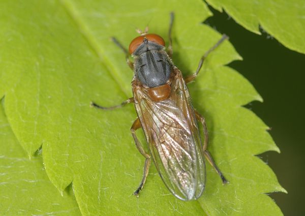 Brachyopa scutellaris