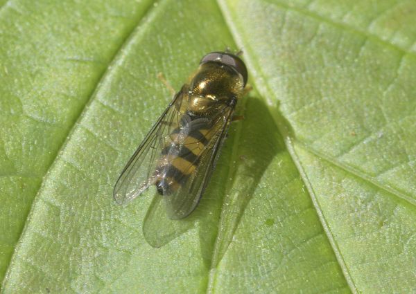 Melangyna cincta