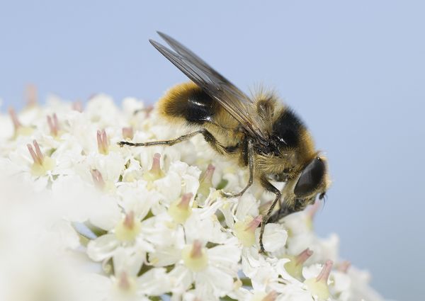 Cheilosia illustrata