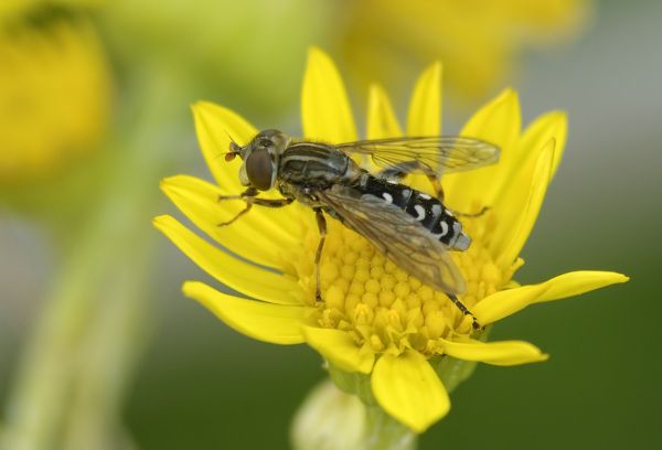 Anasimyia contracta