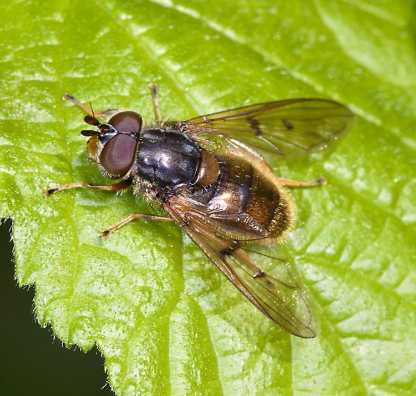 Ferdinandea cuprea male sunning on a leaf
