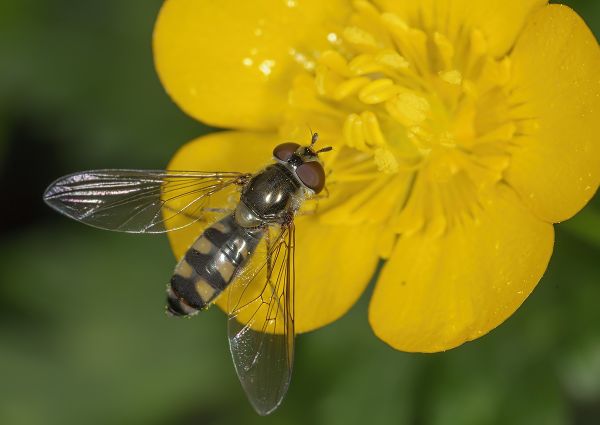 Meliscaeva auricollis