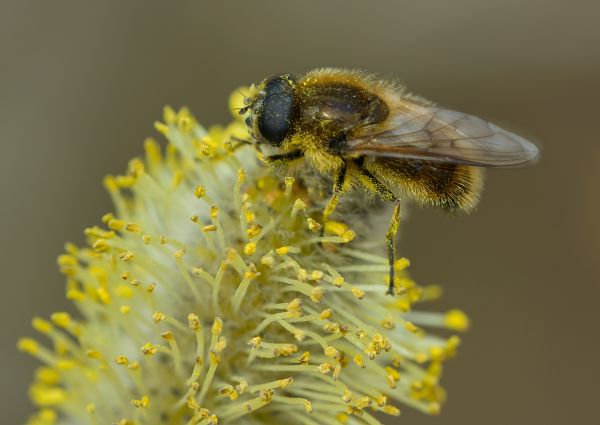 Cheilosia grossa